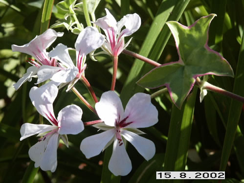 L�Elegante - H�ngpelargoner.
